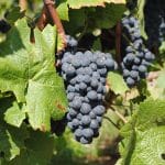 vin Chablis