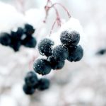 vin de glace