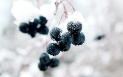 Qu’est ce que le vin de glace ?