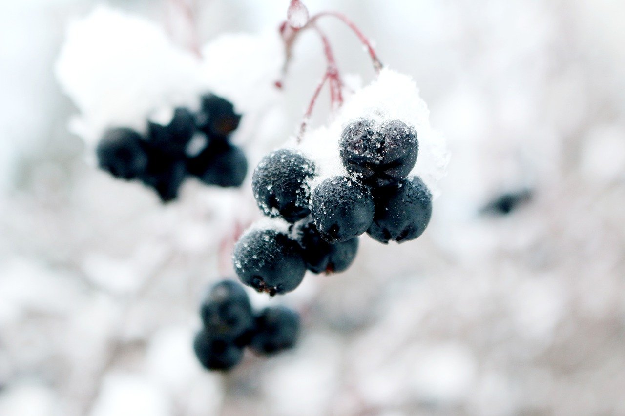 vin de glace