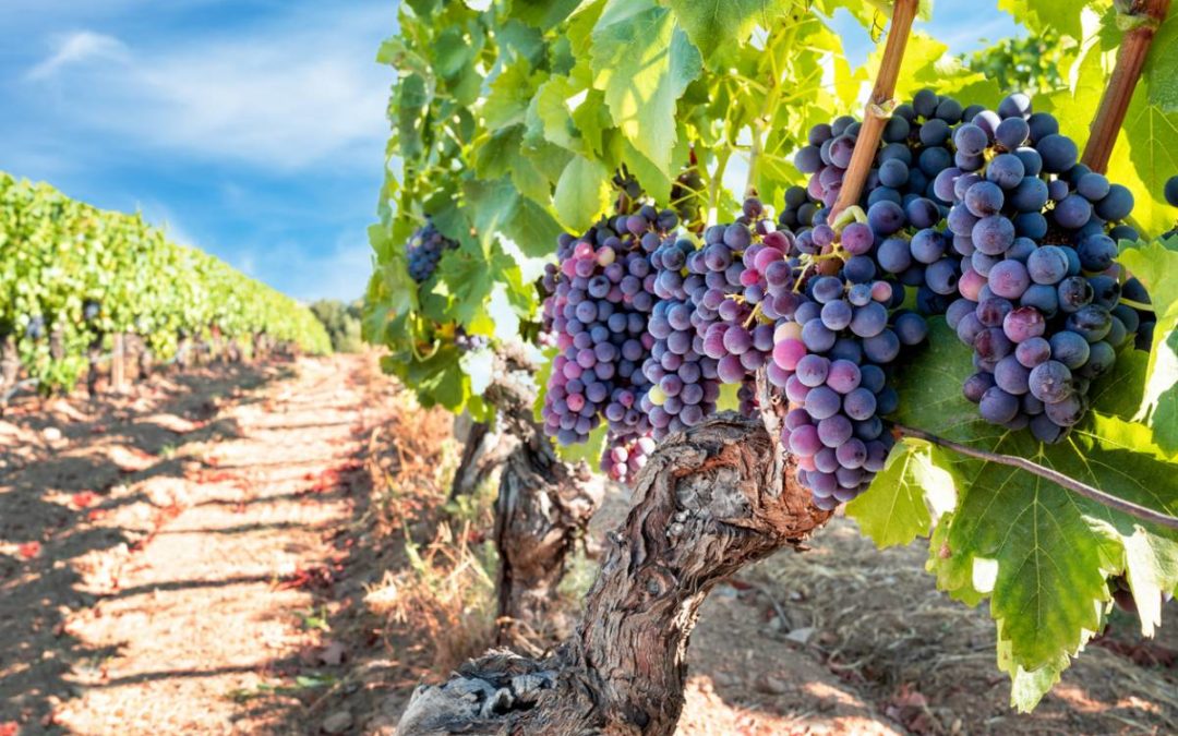 Le traitement de l'eau en viticulture : une nécessité pour une production de qualité