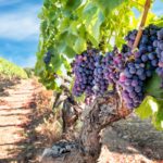 Le traitement de l'eau en viticulture : une nécessité pour une production de qualité