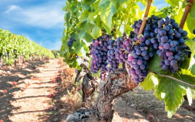 Le traitement de l’eau en viticulture : une nécessité pour une production de qualité