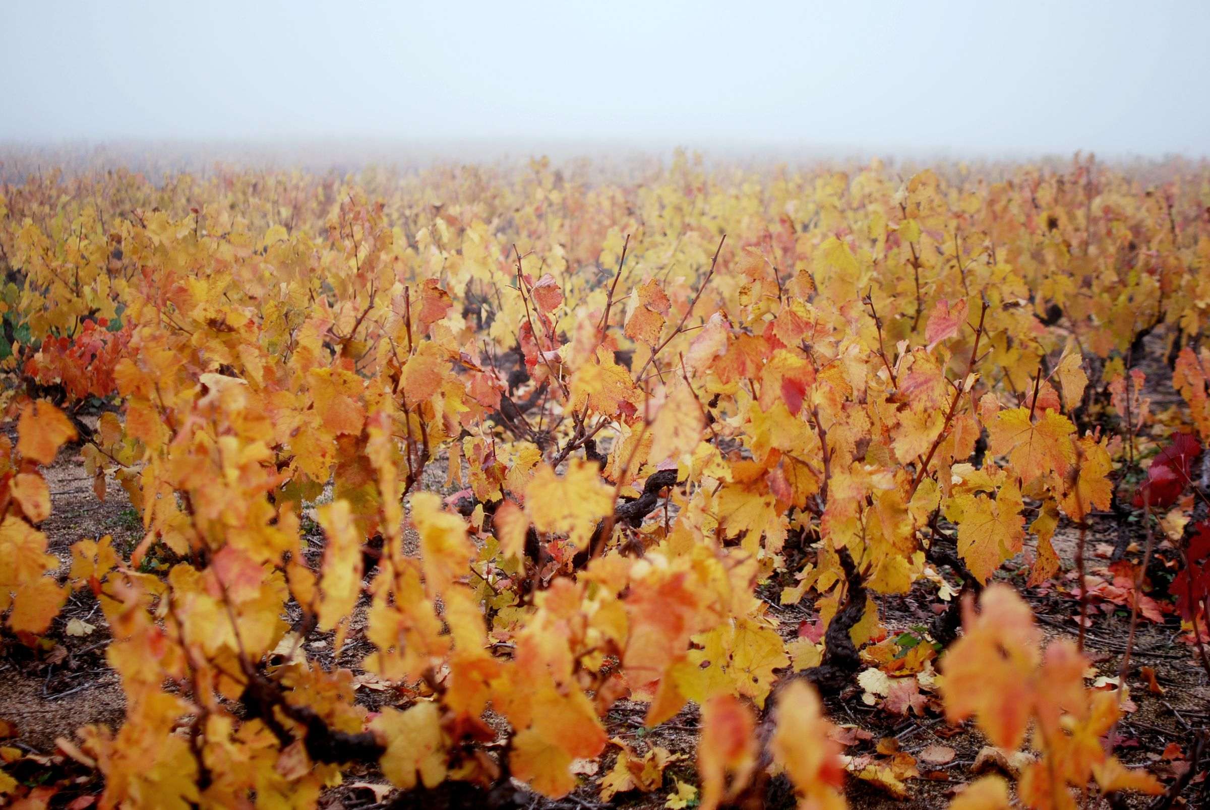 Divers Feuilles de vigne aux couleurs d’automne