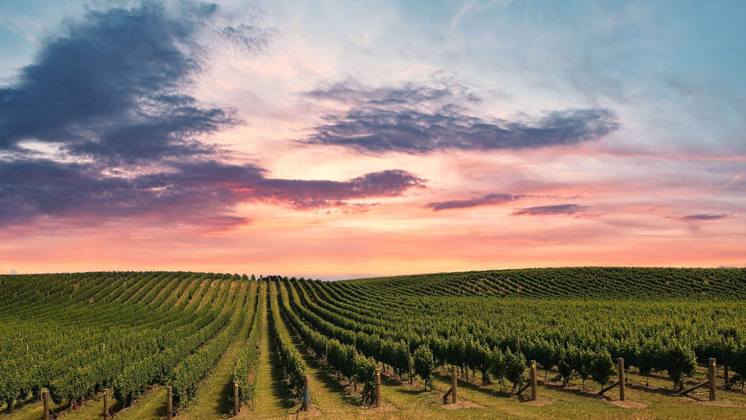 Rangs de vigne au coucher du soleil