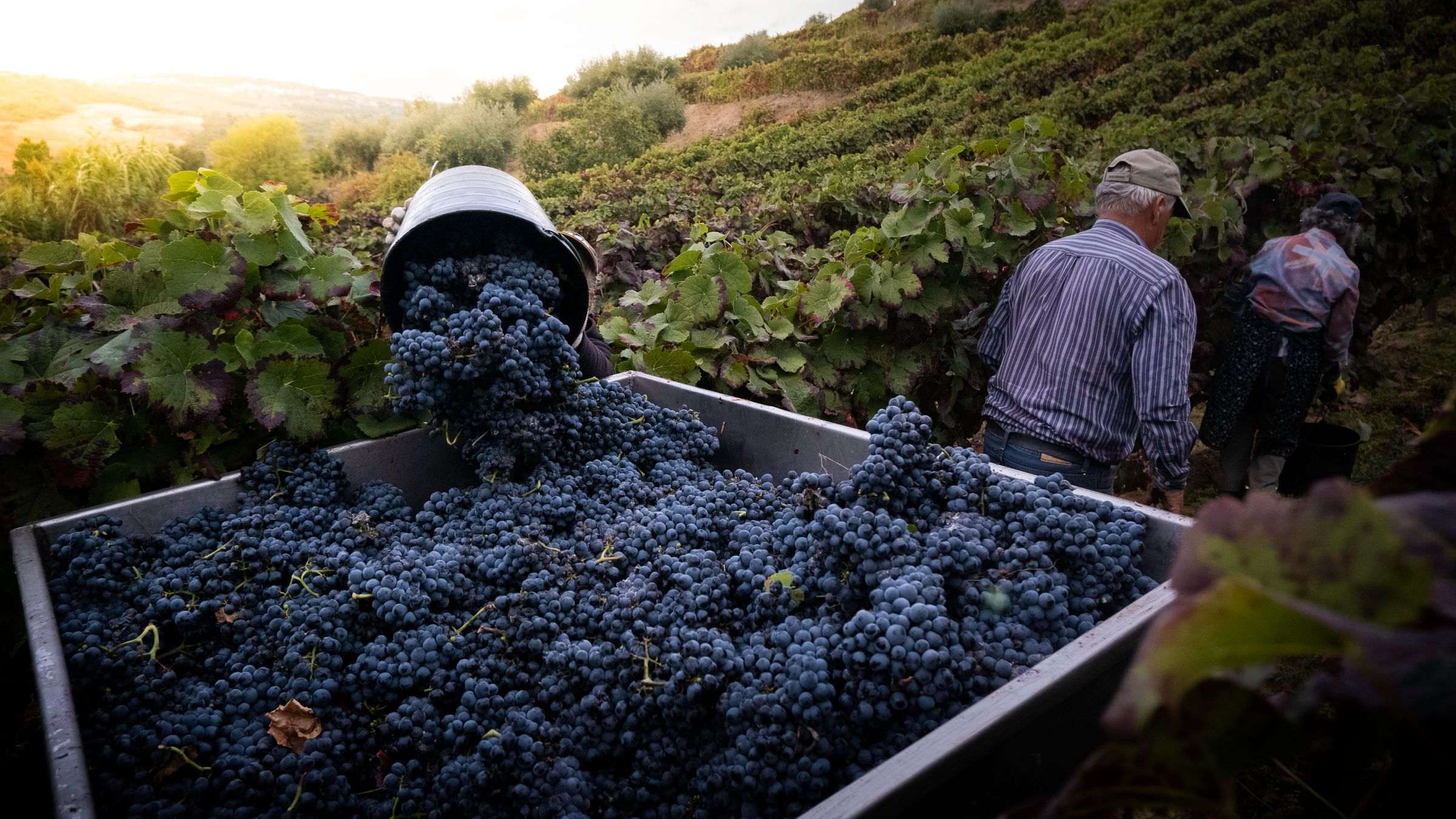 Vendangeurs au travail dans les vignes